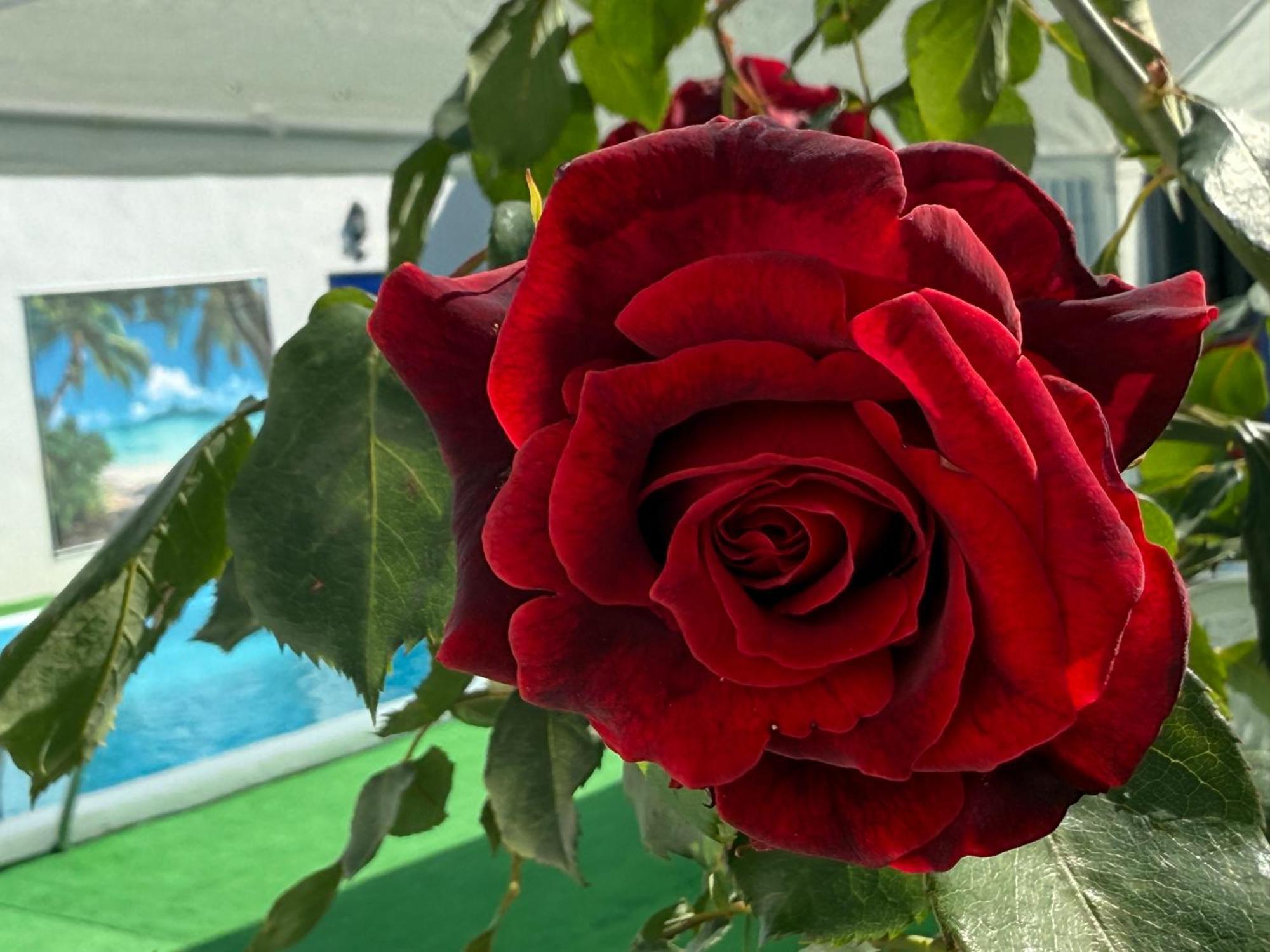 הוילה Cañada del Rabadán La Casa Del Flamenco מראה חיצוני תמונה